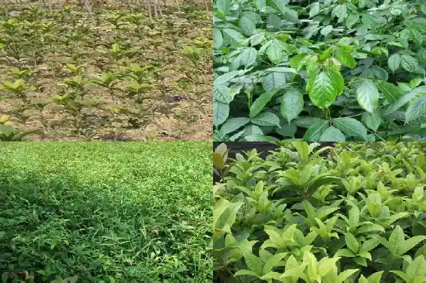 桂花树盆景的老桩怎么修剪1683509069183