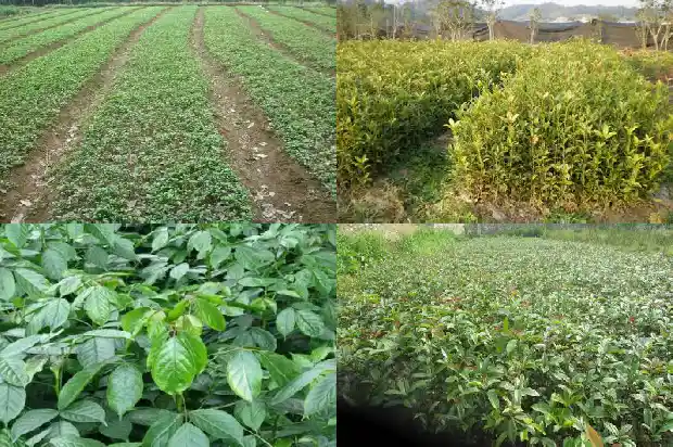 桂花老桩好不好养1683509081410