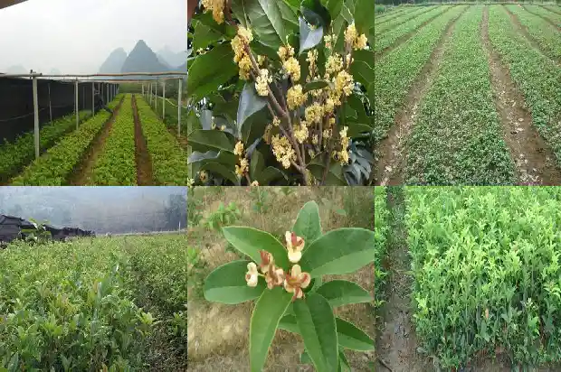 桂花老桩好还是新桩好1683509089267
