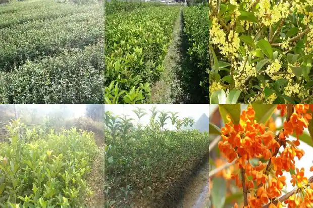 桂花老桩好还是新桩好1683509089314