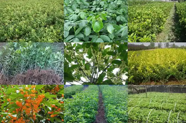 桂花树盆栽价格多少钱一棵呢1690418569626