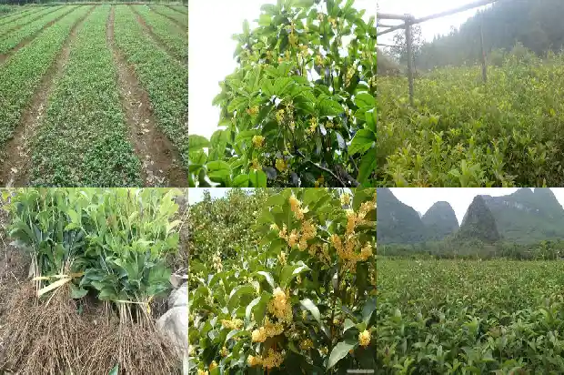 桂花老桩怎么种植修剪1683509100949