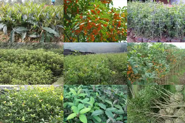 桂花老桩怎么种植修剪1683509100997
