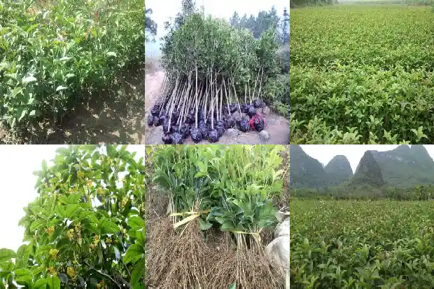 桂花老桩怎么种植修剪1683509101044