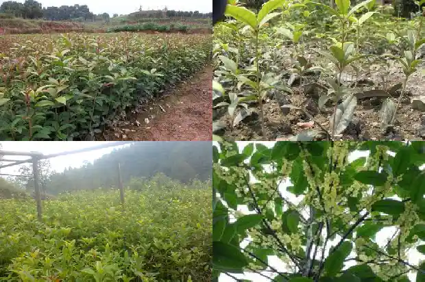 桂花老桩怎么种植的1683509108594