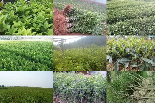 桂花老桩怎么种植的1683509108641