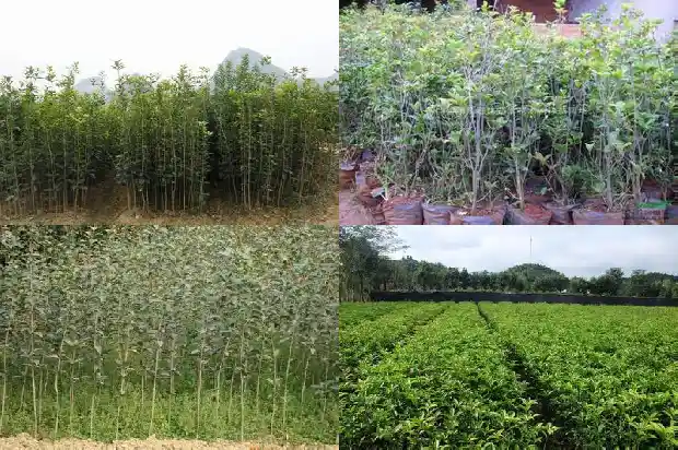 桂花怎么养成老桩1683509116035