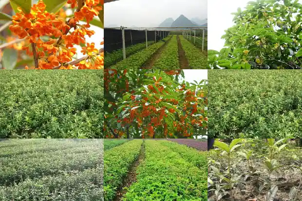 桂花怎么养成老桩1683509116083