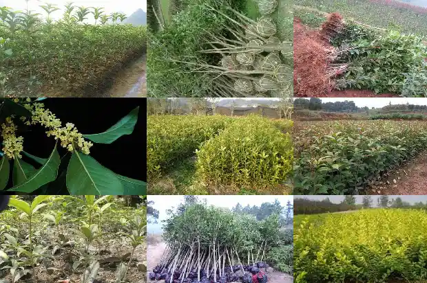 桂花老桩怎么嫁接1683509127776