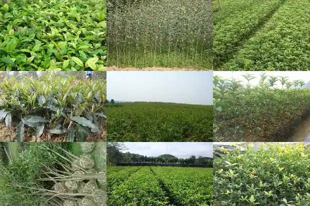 鲜桂花如何泡茶1689207911221