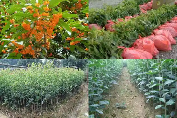 桂花老桩盆景最佳树形是什么品种1683509139983