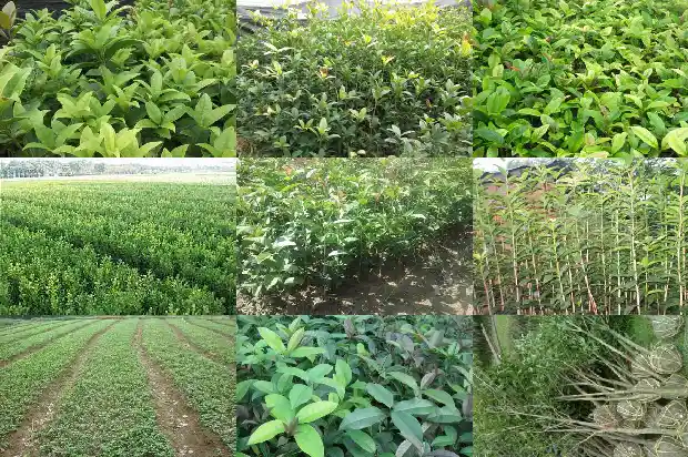 桂花老桩盆景最佳树形是什么品种1683509140031