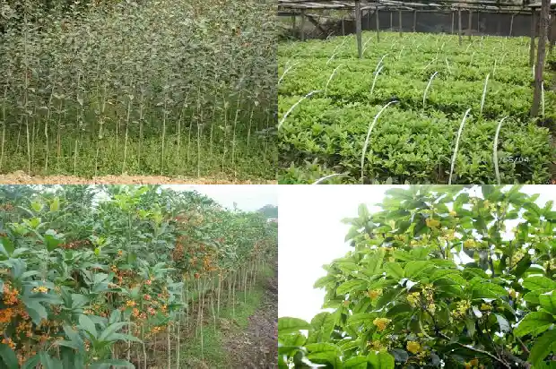 桂花老桩盆景最佳树形是什么品种1683509140078