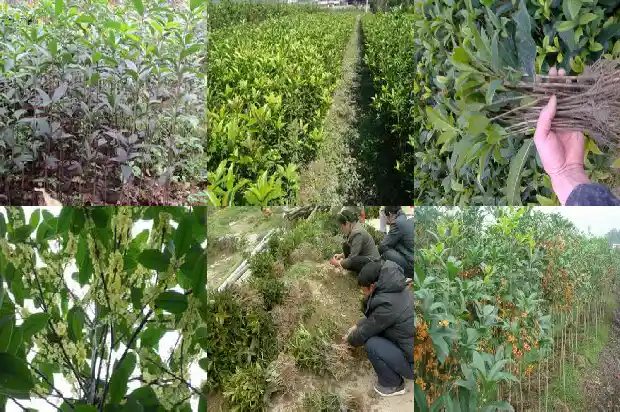 桂花树老桩的好还是新桩的好1683509152020