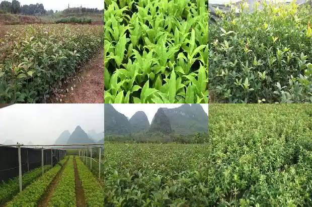 桂花树树桩盆景的制作方法1683509163800