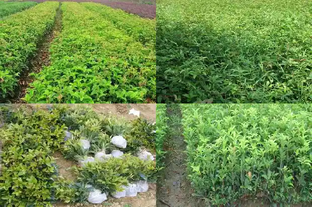 桂花树老桩能长出新叶吗1683509171642