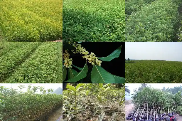桂花树主根挖断了能栽活吗?1683509179481