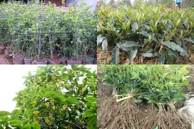 桂花树主根挖断了能栽活吗?1683509179529