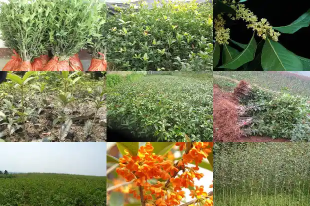 桂花树桩怎么才能发芽1683509188061