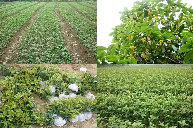 桂花树桩怎么才能发芽1683509188109