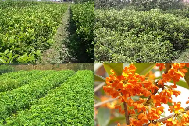 桂花树根断了还能活吗1683509195978