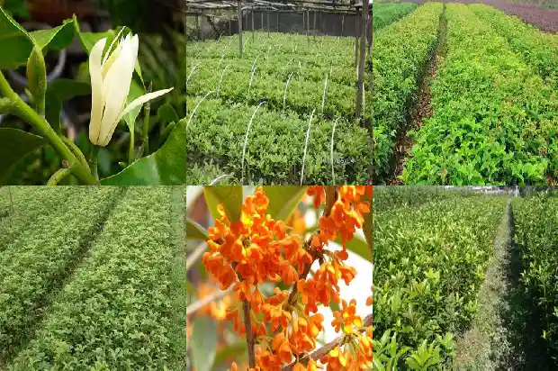 桂花树根断了还能活吗1683509196026