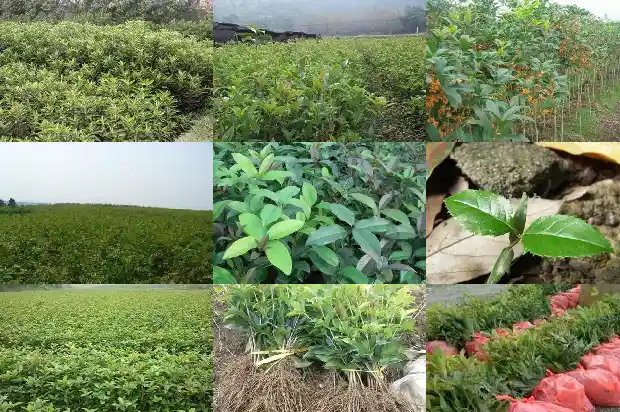 桂花树干上有蚂蚁堆怎么办1683509203564