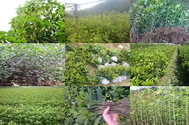 老桩桂花树价格1683509223311