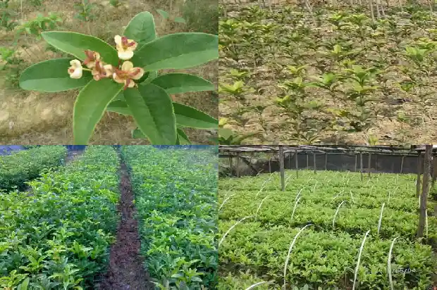 桂花树要多少钱才能开花呀1689899508726