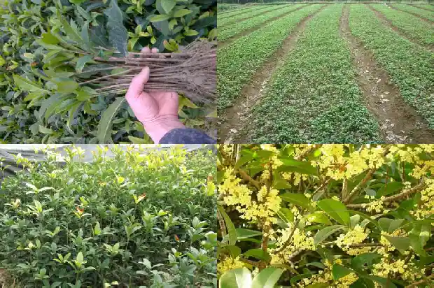 老桩桂花树价格1683509223407