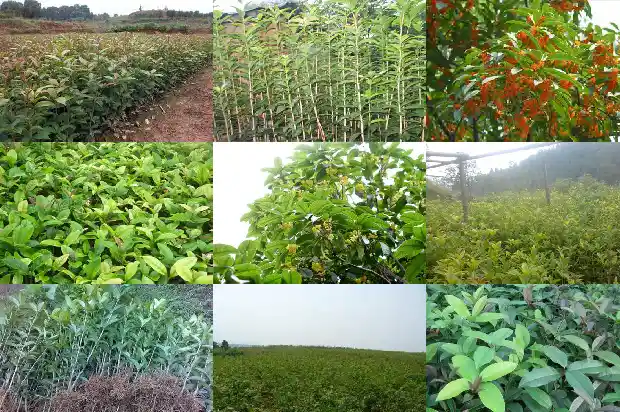 新买来的桂花苗怎么样种植好1688519780758