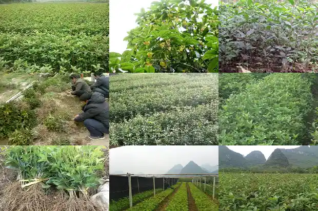 流苏树嫁接桂花的缺点1683509248395