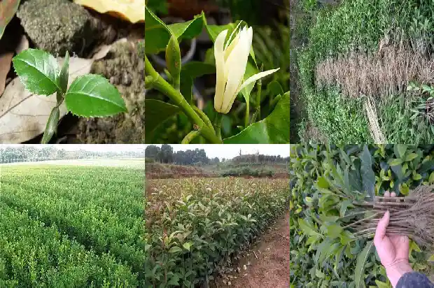 流苏树嫁接桂花的缺点1683509248491
