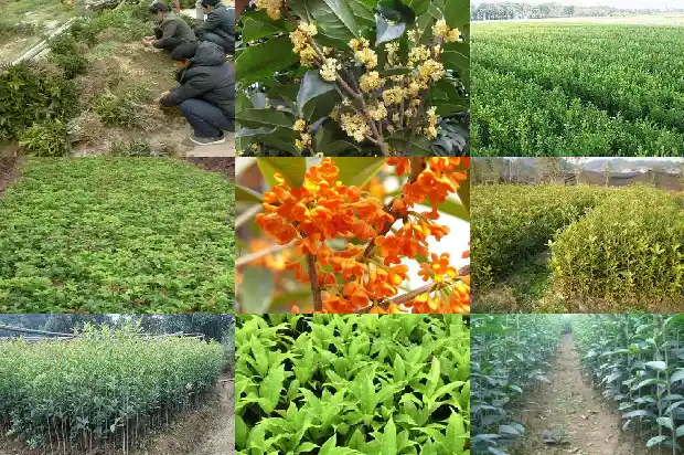 桂花用田园土可以吗1683509256044