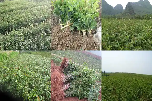流苏树嫁接桂花的地方长出了流苏1683509266022