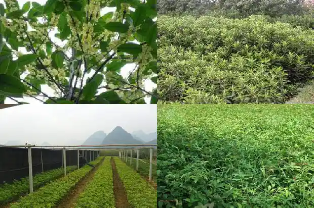 桂花嫁接后流苏还长高吗1683509277856