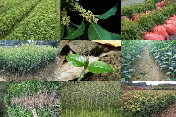 桂花嫁接后流苏还长高吗1683509277952