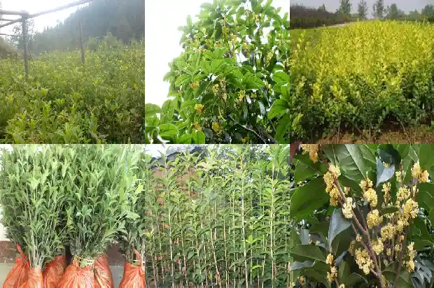 月桂花是每个月都开花吗1690245447131