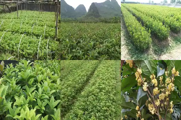 桂花要嫁接的还是不嫁接的好1683509387361