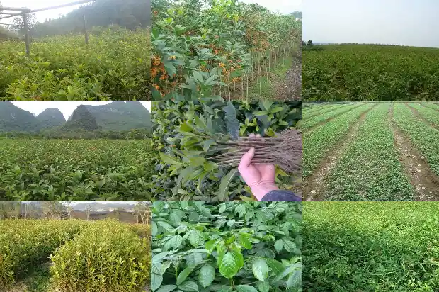 桂花要嫁接的还是不嫁接的好1683509387409