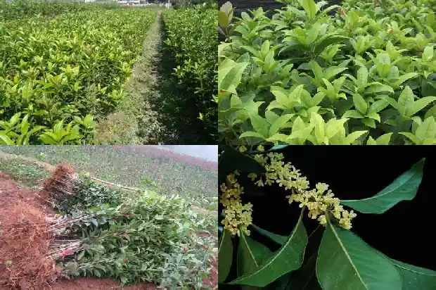 桂花要嫁接的还是不嫁接的好1683509387457