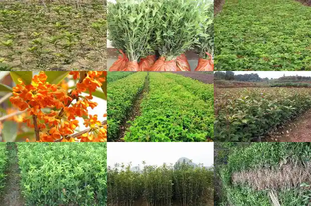 桂花要嫁接的还是不嫁接的好1683509387504