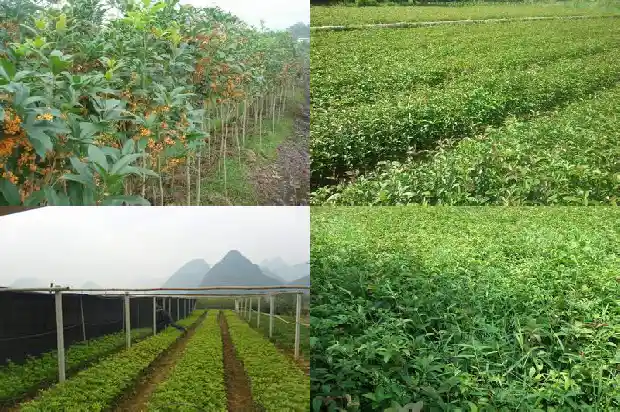桂花嫁接的好不好1683509399178