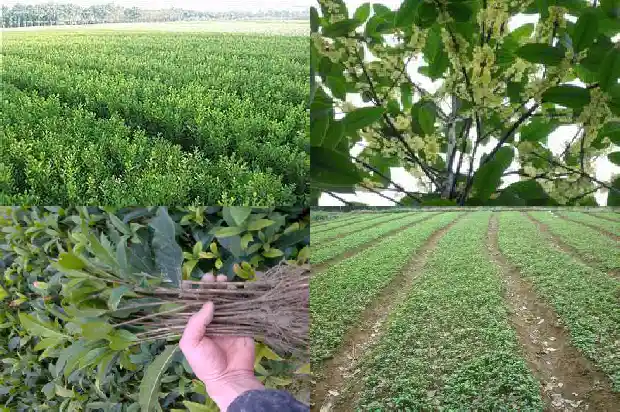桂花靠接的好还是嫁接的好1683509418725