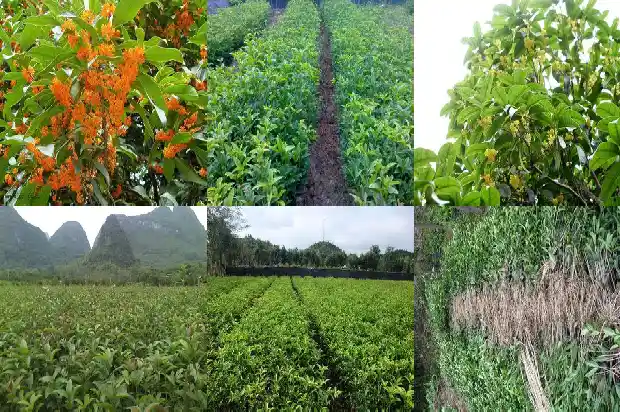 大量出售桂花树的广告语怎么写1690331480365