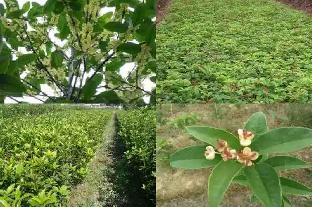 桂花树为什么嫁接的好呢1683509436578