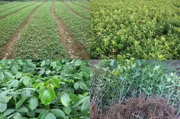 桂花树为什么嫁接的好呢1683509436626