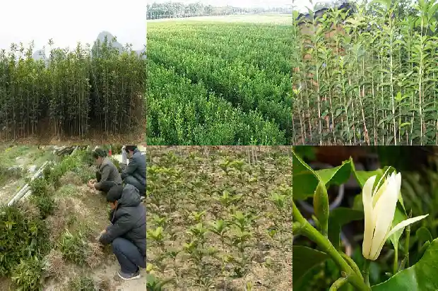 桂花树为什么嫁接的好活1683509446424