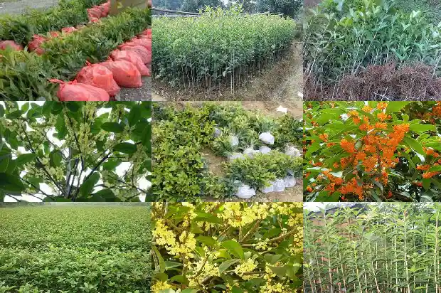 桂花树为什么嫁接的好活1683509446517