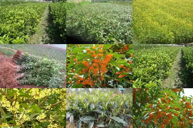 桂花树为什么要嫁接?1683509459295